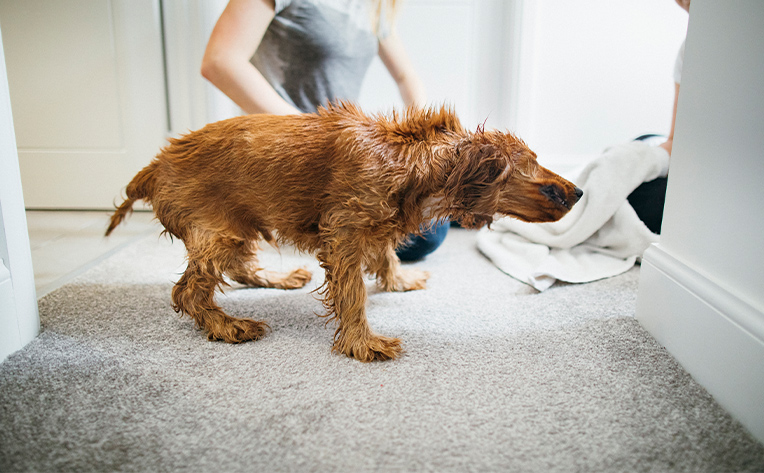 wet dog shaking fur on pet-friendly flooring